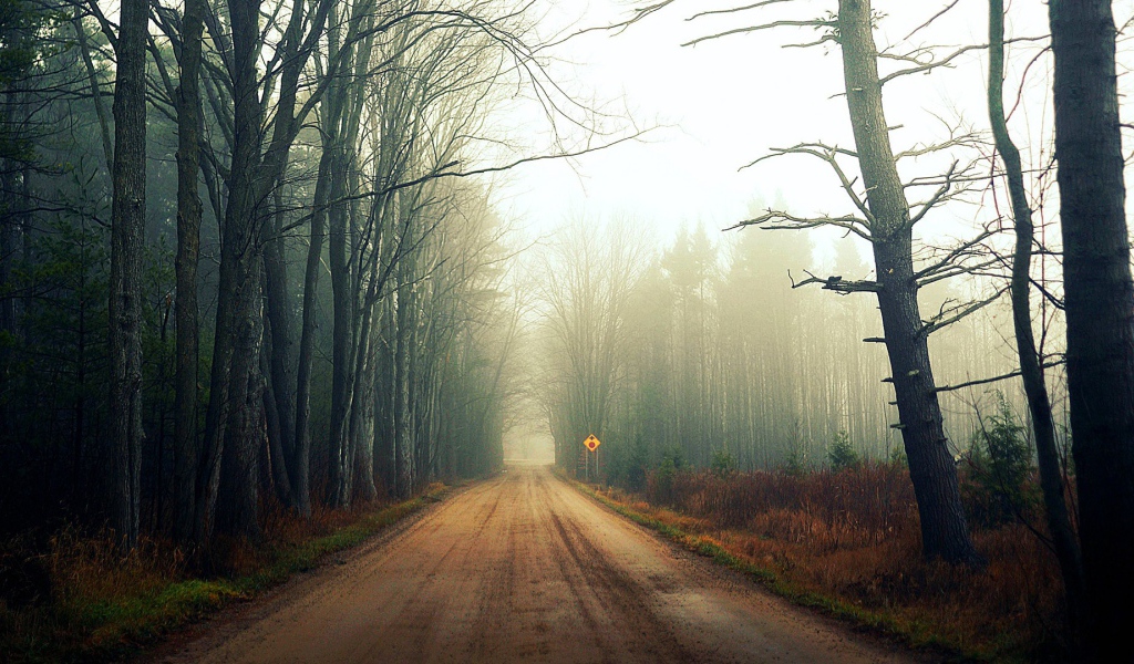 Туман на лесной дороге