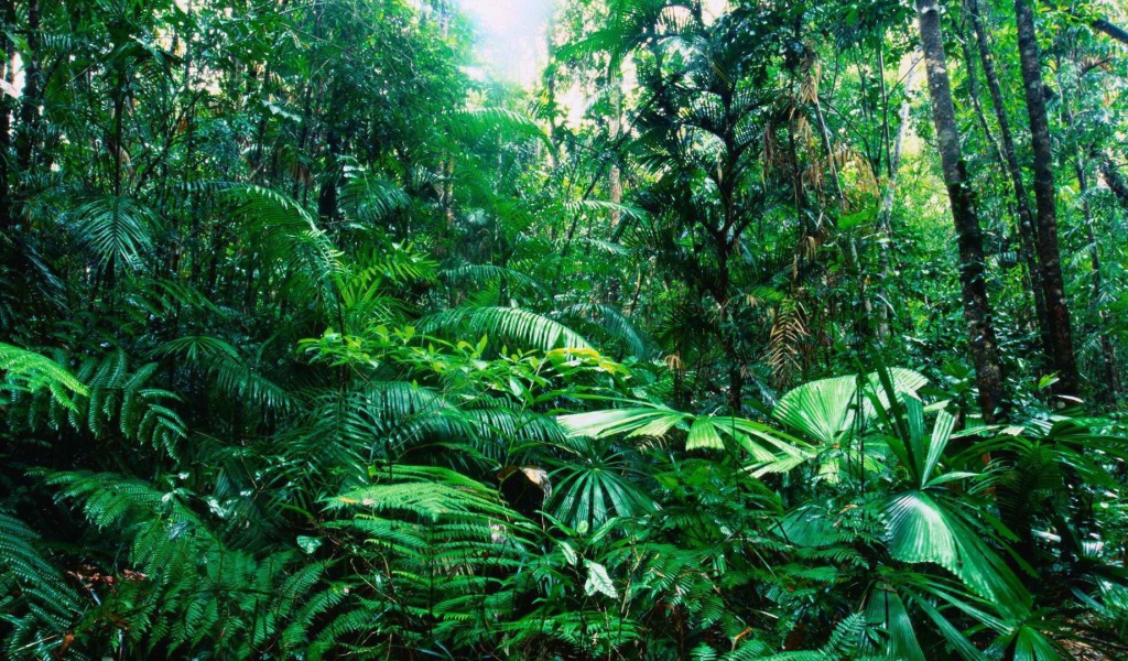 Тропический лес Австралии