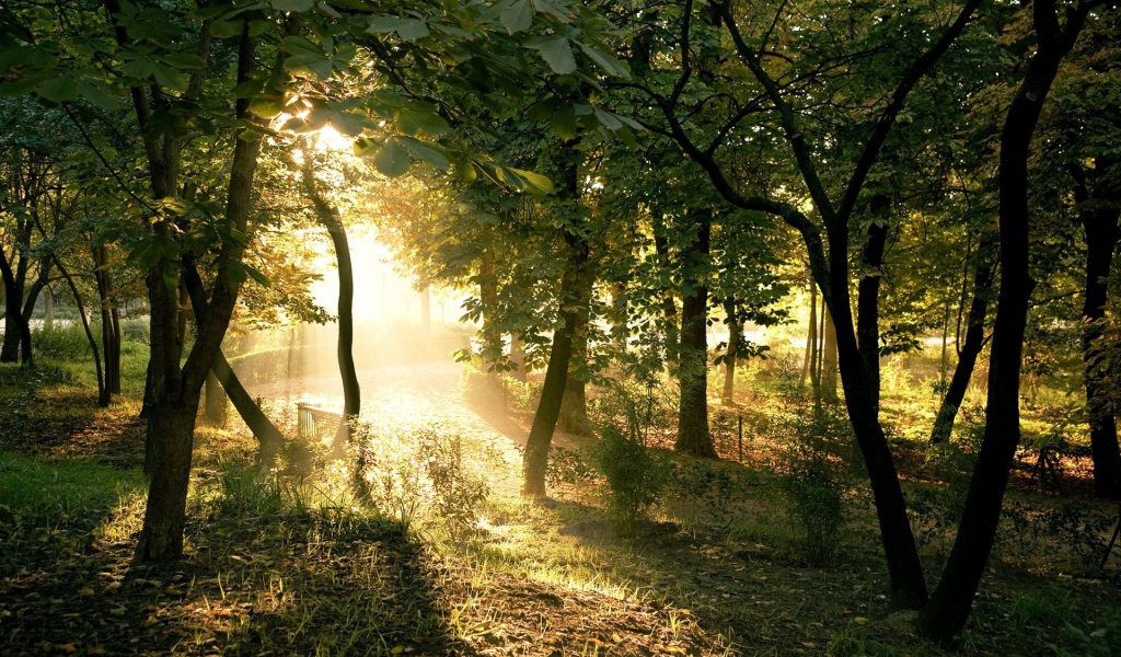 Солнечная тропинка