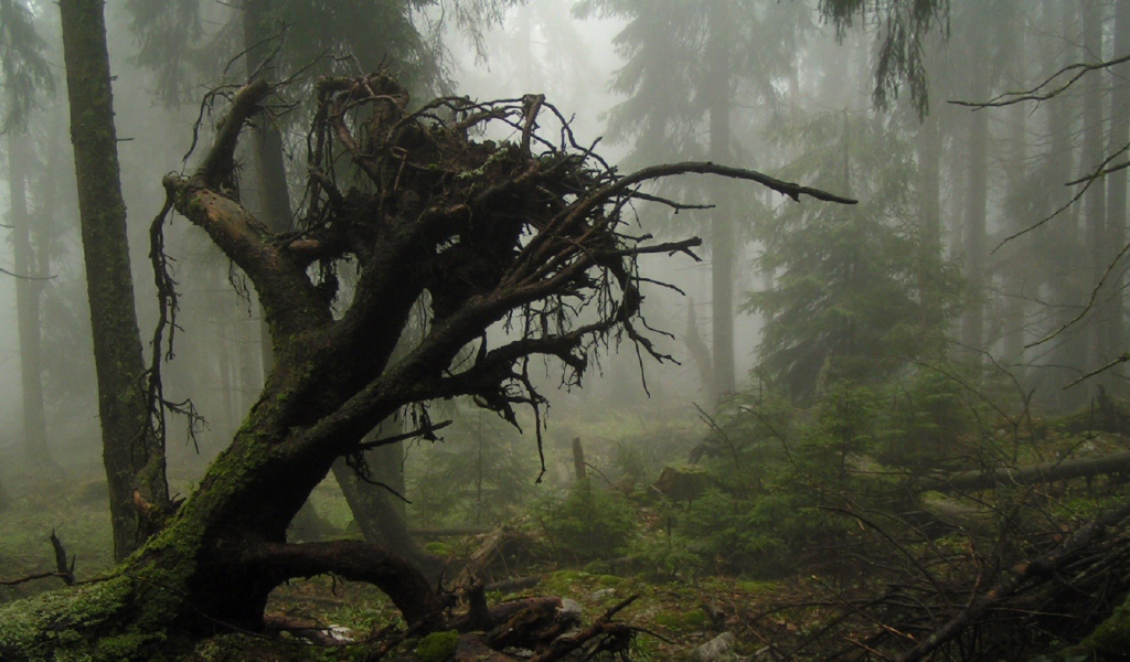 Корни упавшего дерева