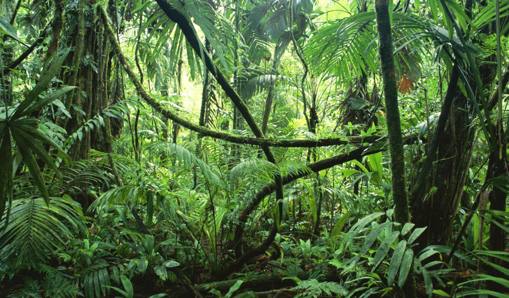Тропические джунгли Сельвы