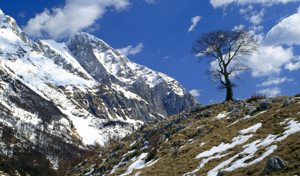 Одинокое дерево на горе
