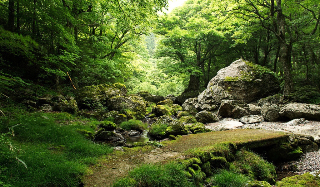 Родник в лесу