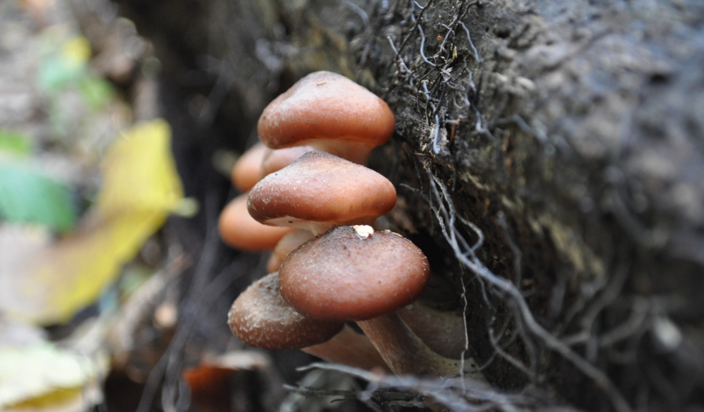 Грибы опята