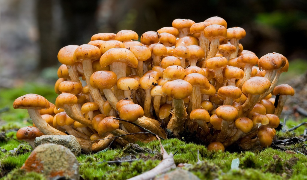 Семейка опят