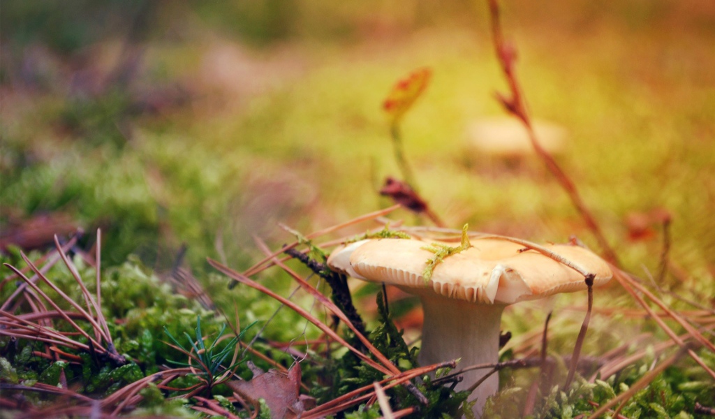 Гриб белая сыроежка 