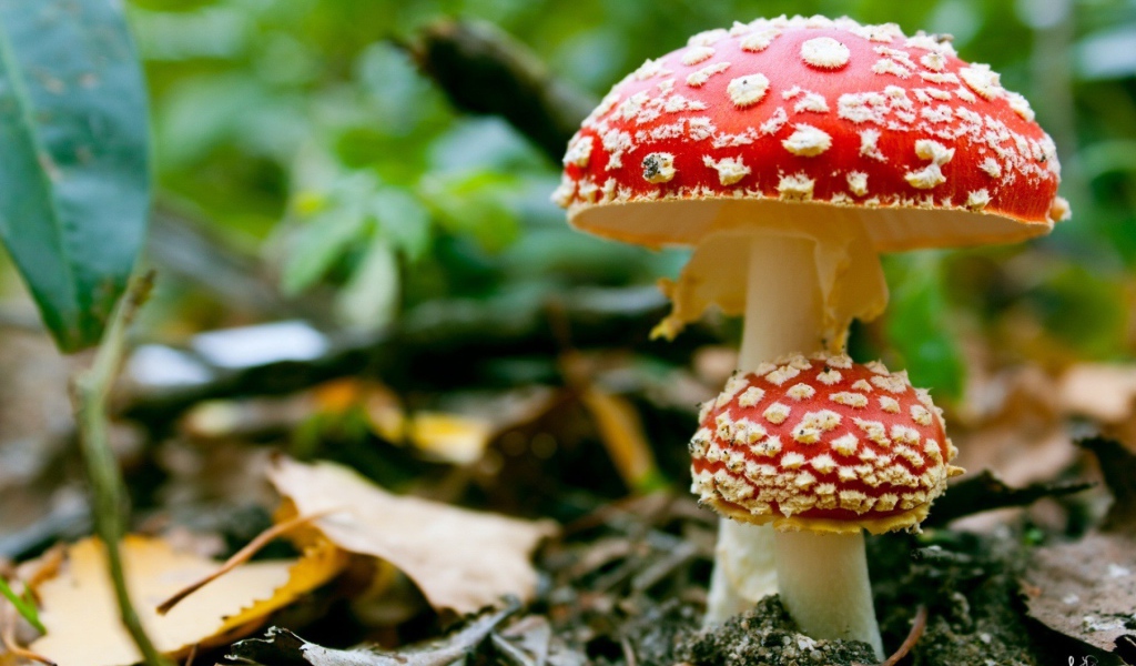Ядовитые грибы мухоморы