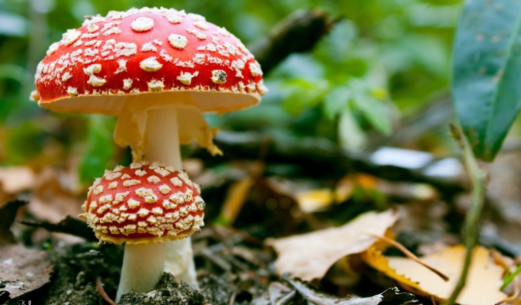 Семейка мухоморов