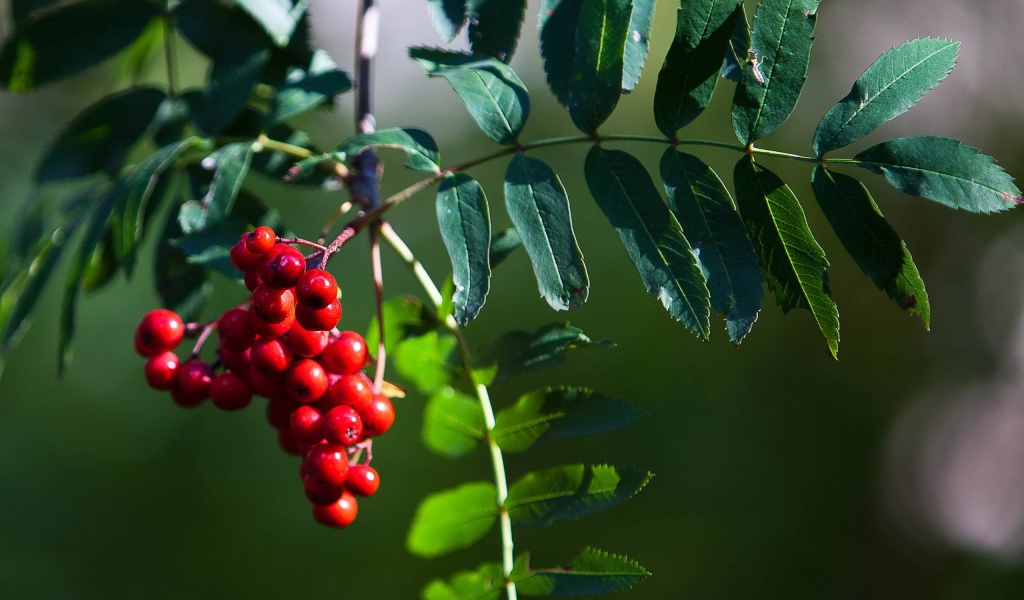 Гроздь рябины