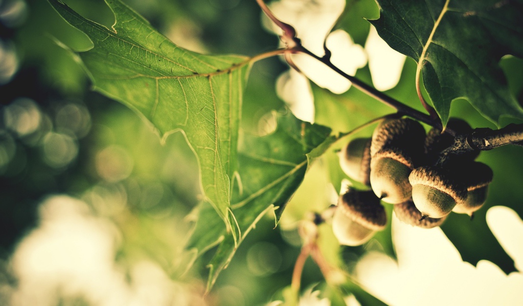 Желуди на ветке