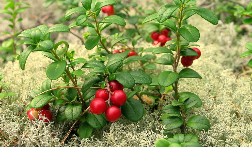 Ягода брусника