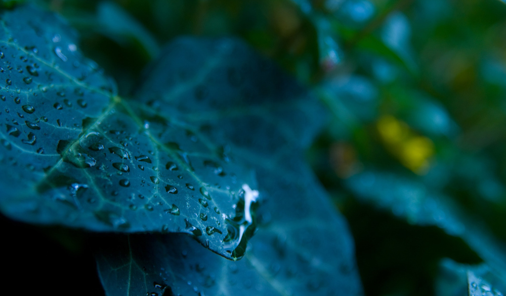 Сине зеленый лист с каплями 