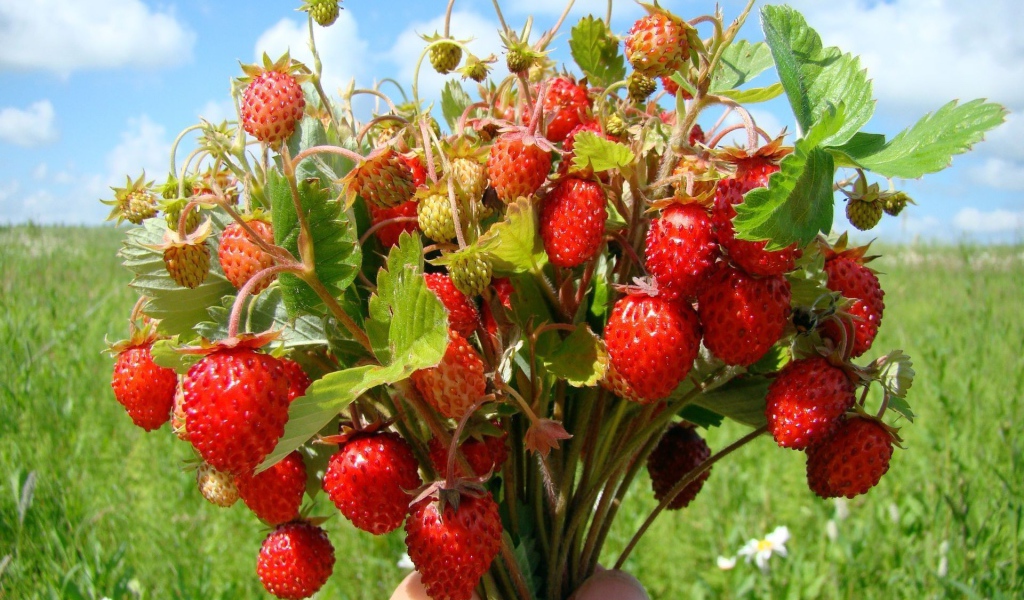 Букет земляники