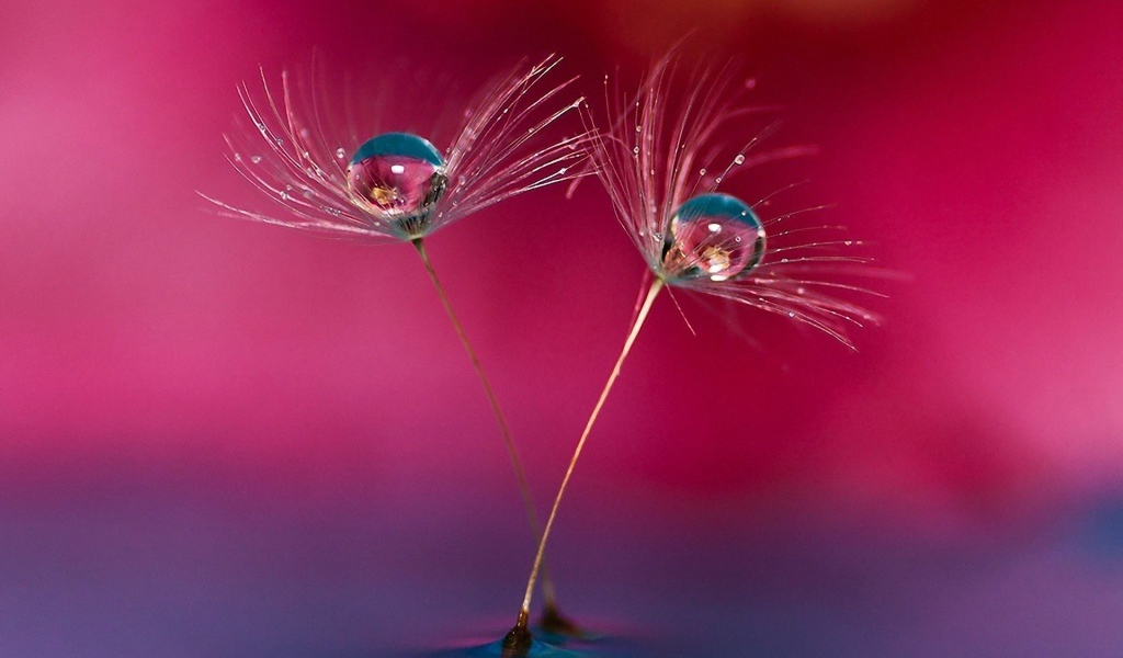 Семена одуванчика в воде