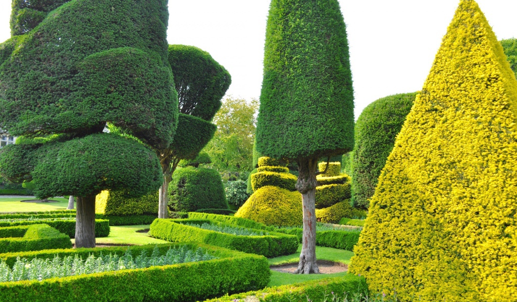 Ровные кроны деревьев