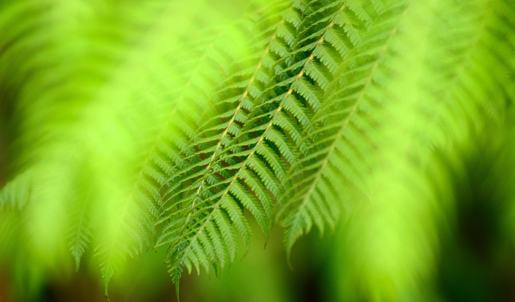 Ветка папоротника