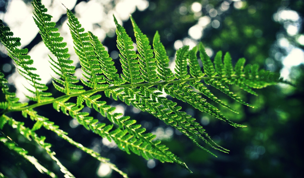 Веточка папоротника