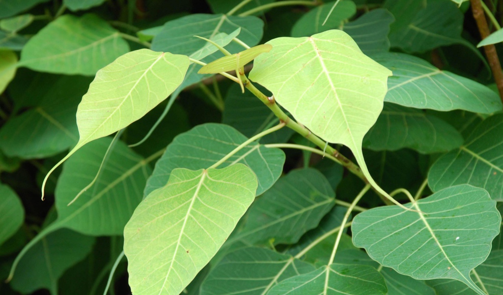 Зеленый кустарник