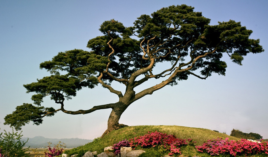 Японская сосна на горе