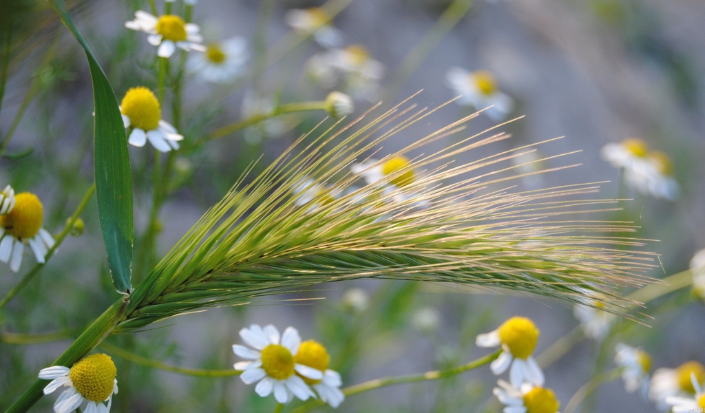 Колос среди ромашек