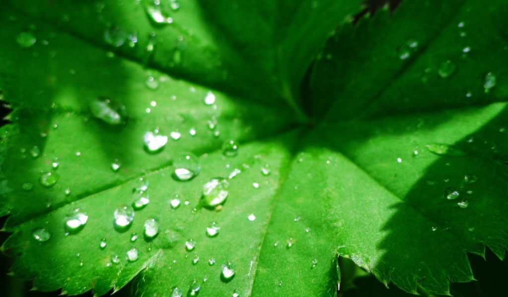 Зеленый листок с капельками воды