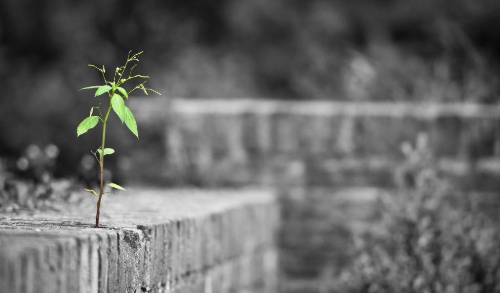 Одинокое растение