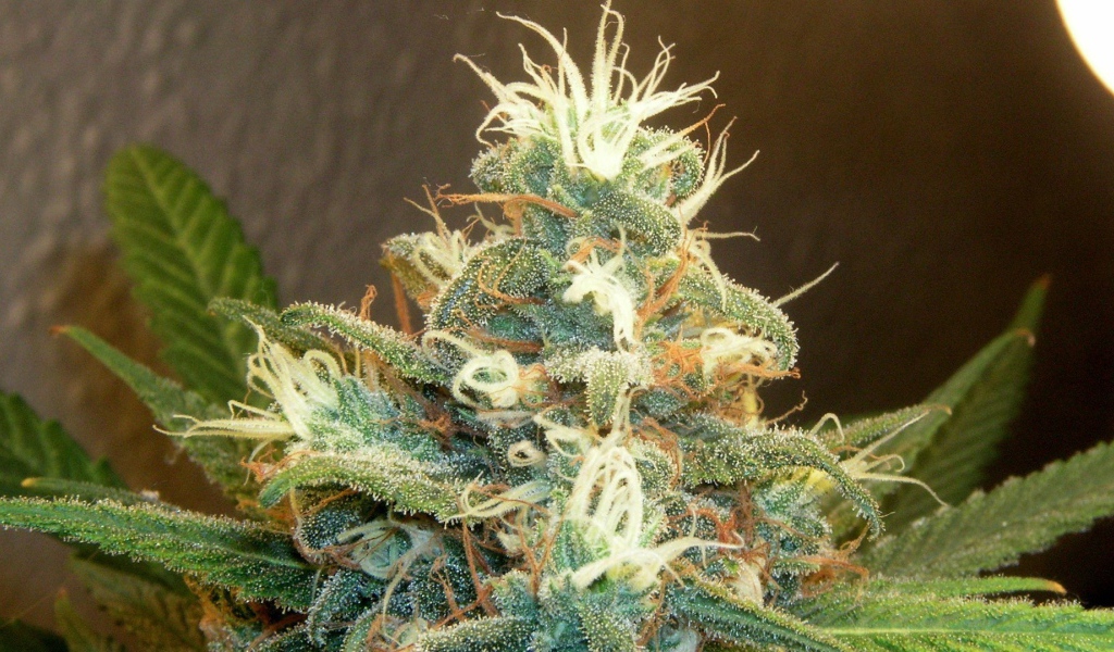 Марихуана почки растений 