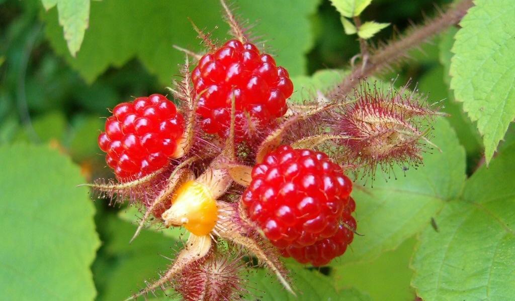  Малина на ветке