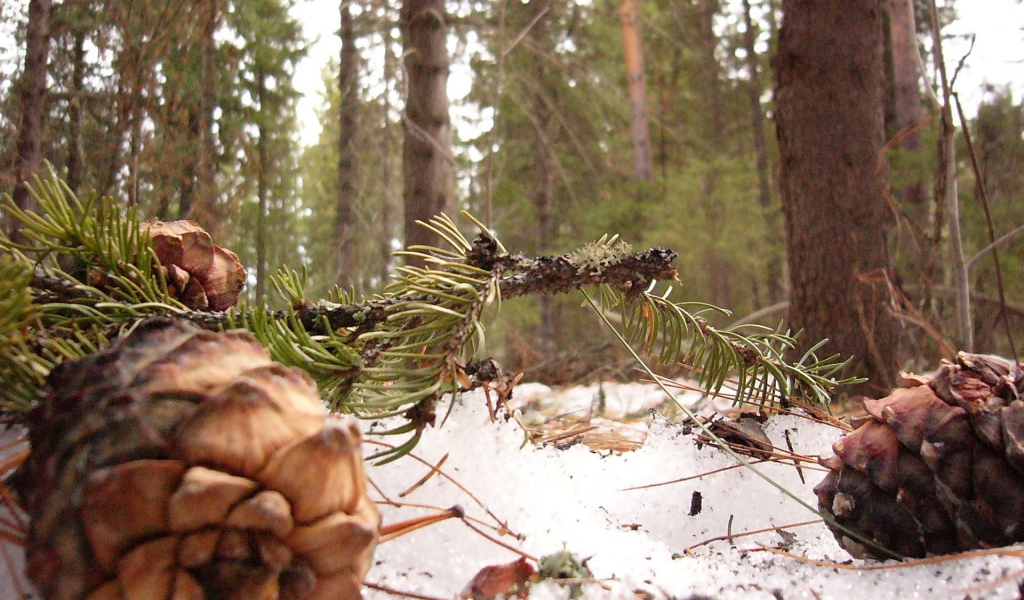 Шишки сибирского кедра
