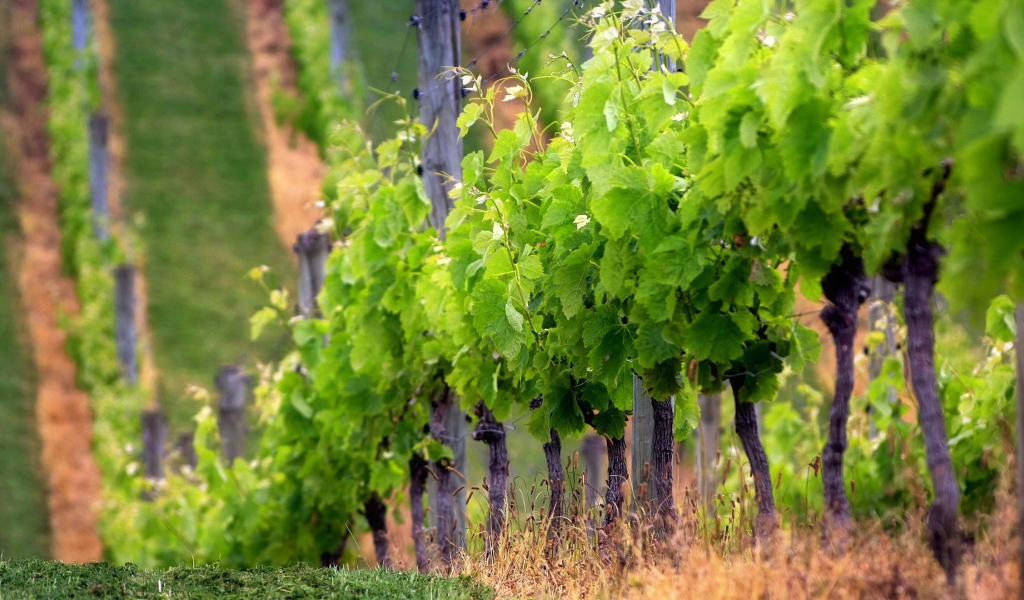 Забор из виноградника