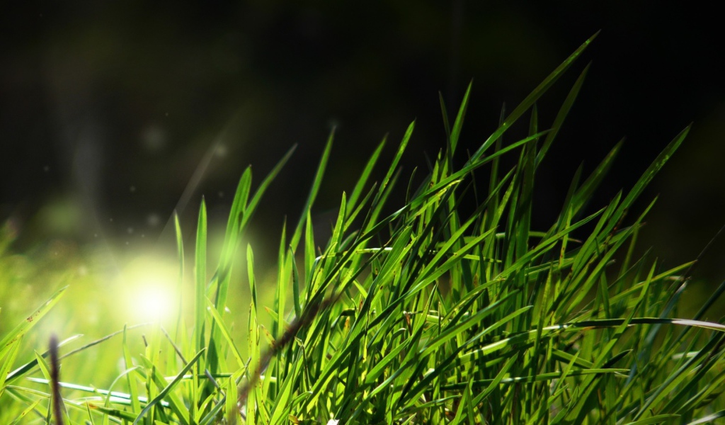 Свет в траве