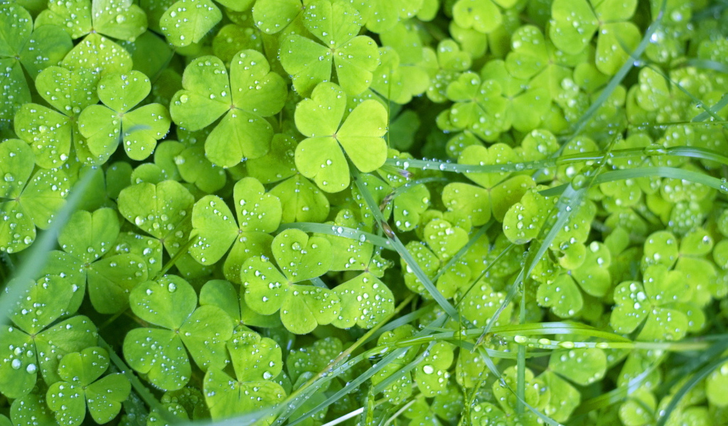 Утренняя роса на траве