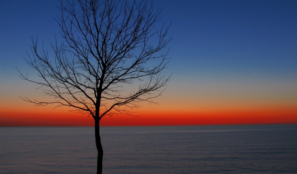 Дерево на утренней заре