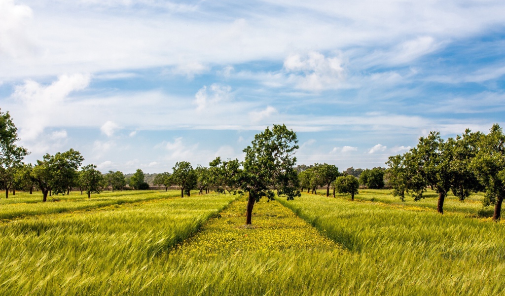 Деревья в фруктовом саду