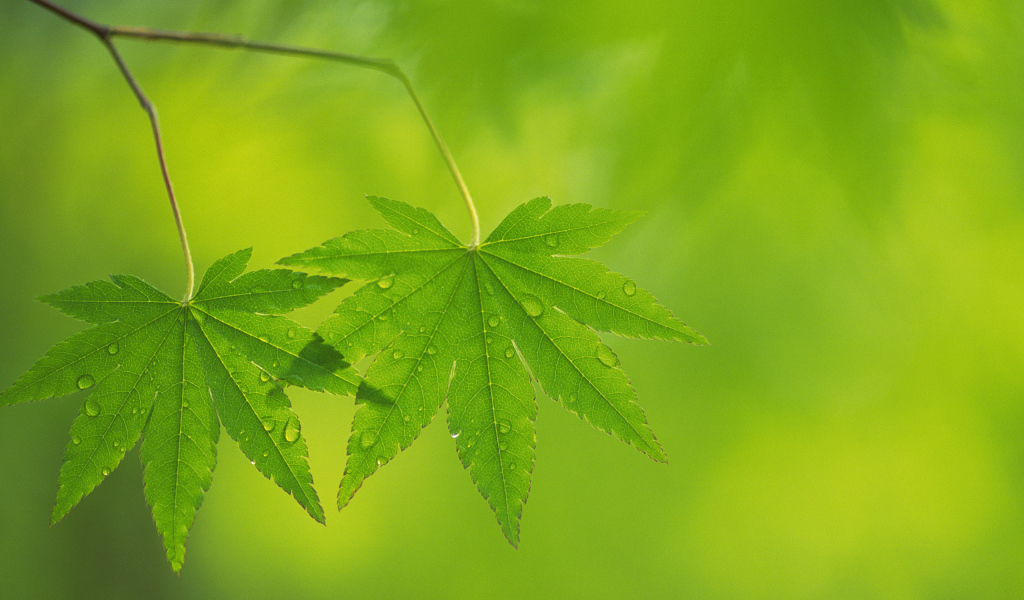 Два листочка