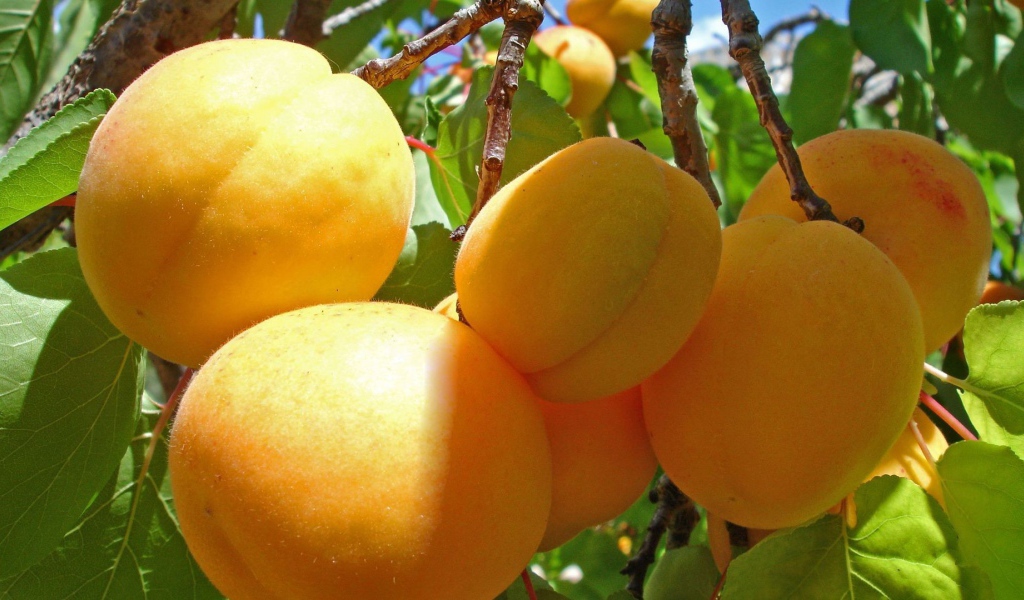 Желтые плоды на ветках