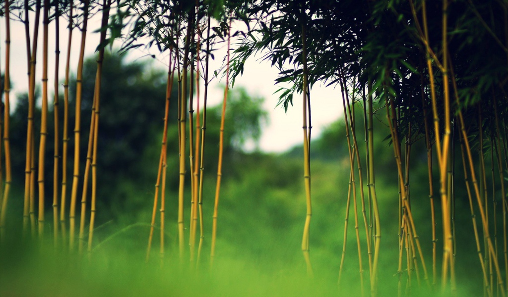 Молодой бамбук