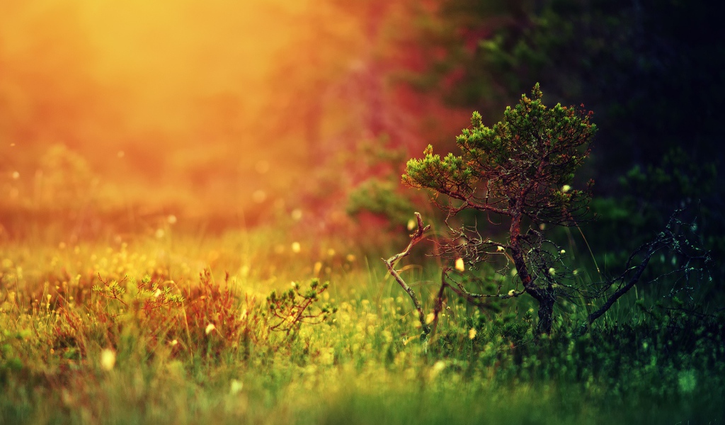 Молодой можжевельник