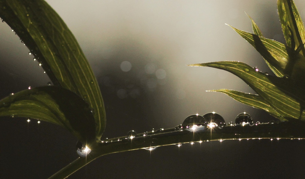 Блестящие капли росы на ветке