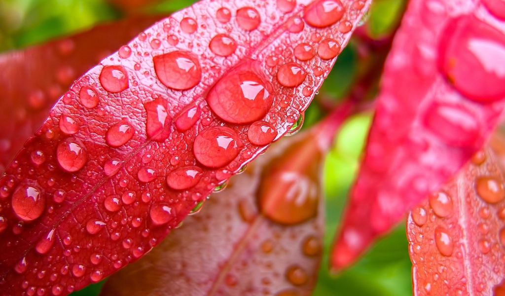 Капли росы на красных листьях