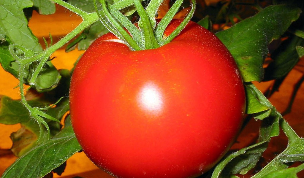 Сочный спелый помидор