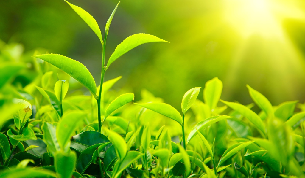 Молодые Чайные листья