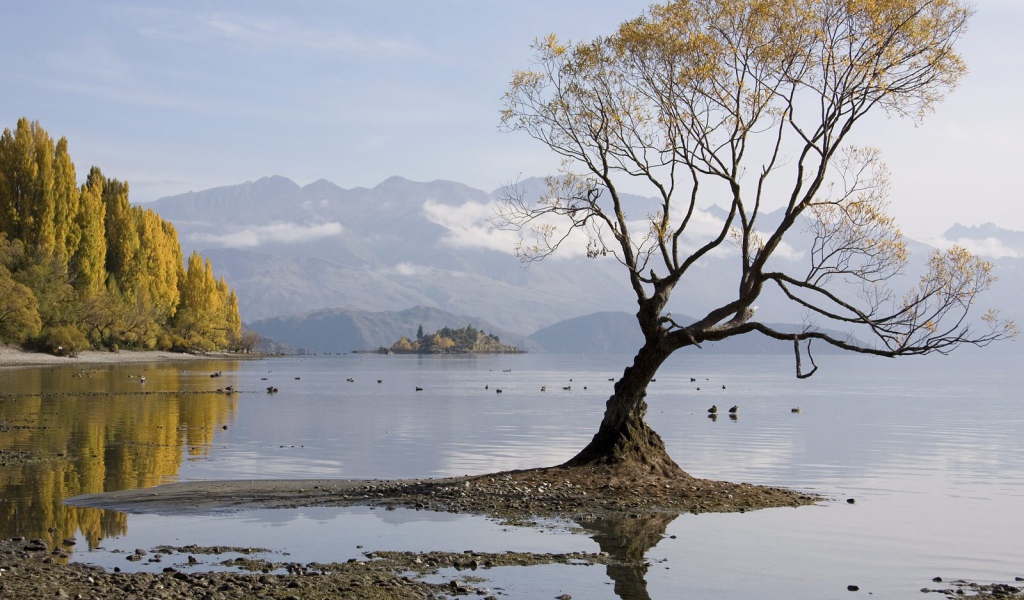 Одинокое дерево в воде
