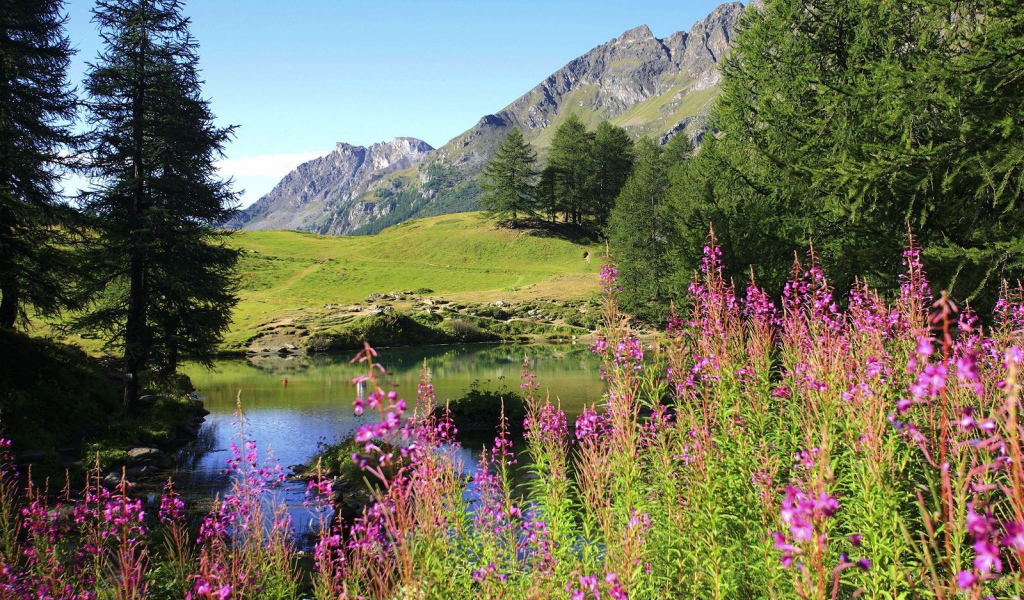 Цветет иван чай