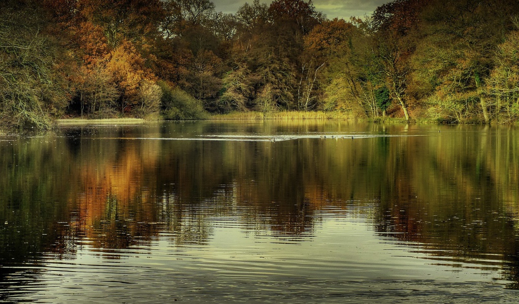 Утки на озере