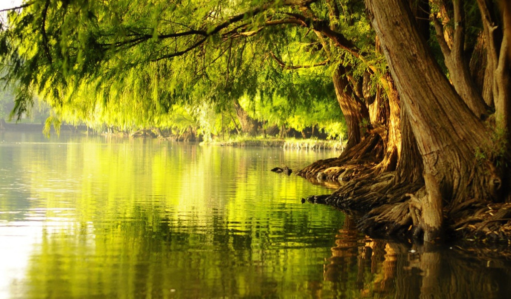 Цветущие деревья у воды