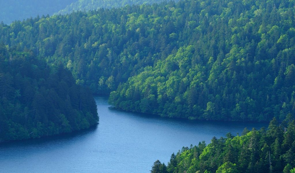 Лес у большой реки