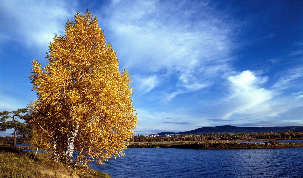 Золотое дерево на обрыве