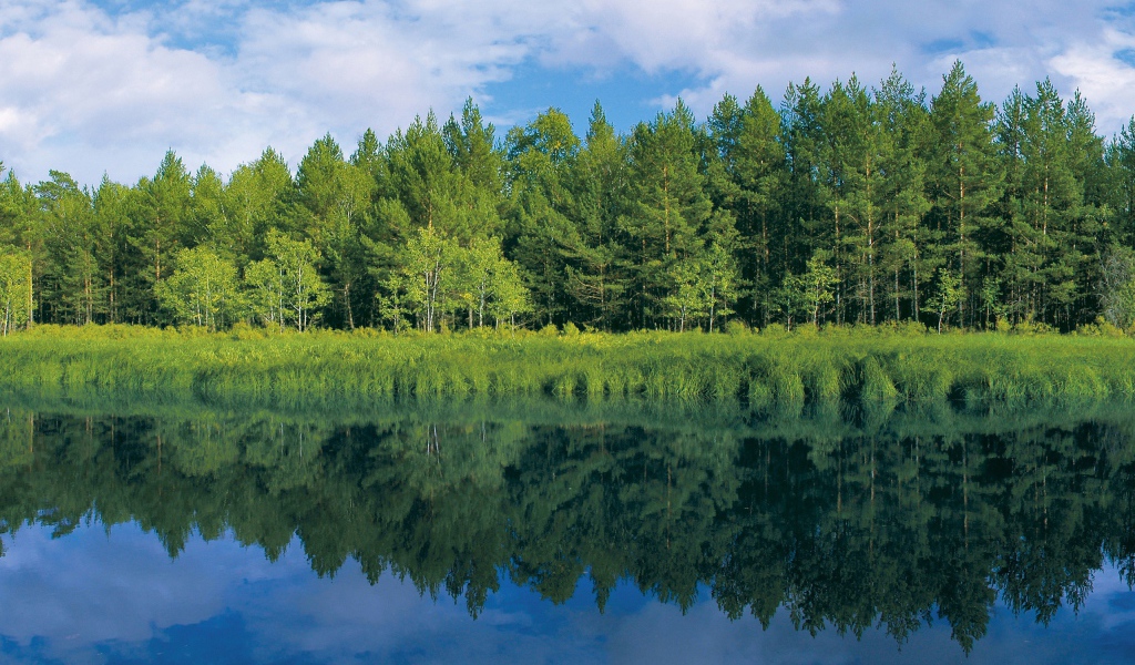 Зелень у реки