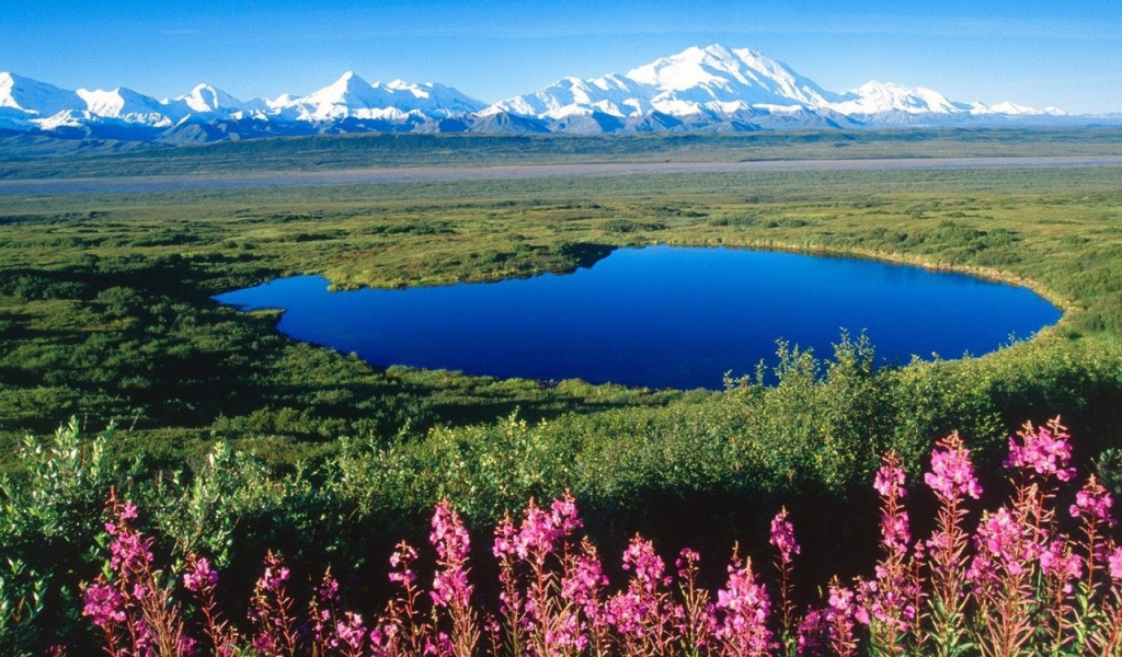 У озера цветет иван чай